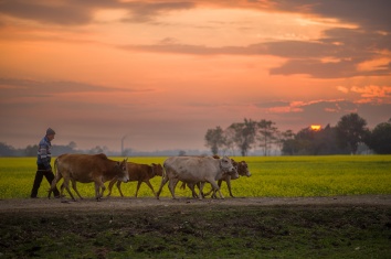 Rural Life