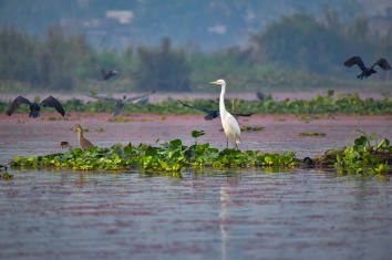 Birds