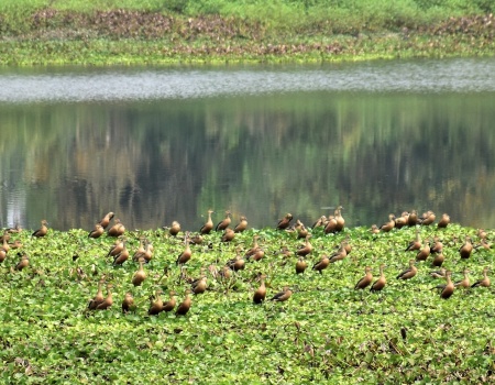 Birds